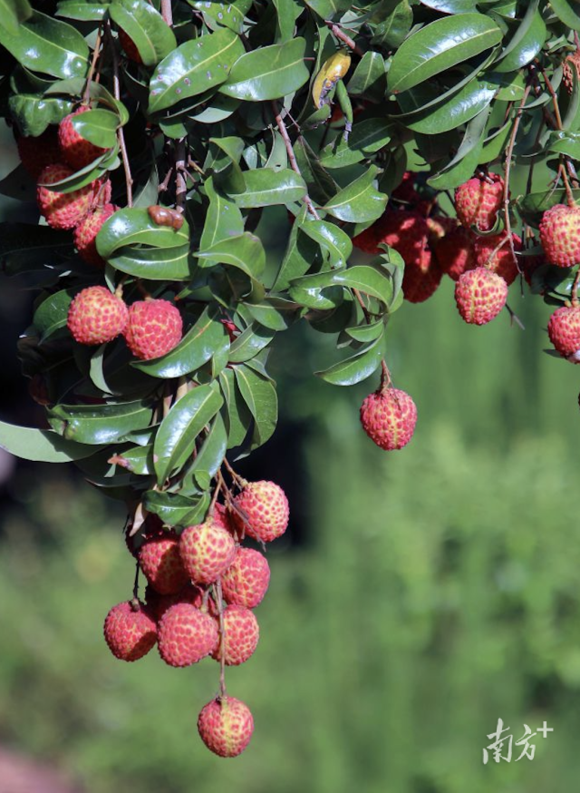 凤山红灯笼荔枝.汕尾市农业农村局供图