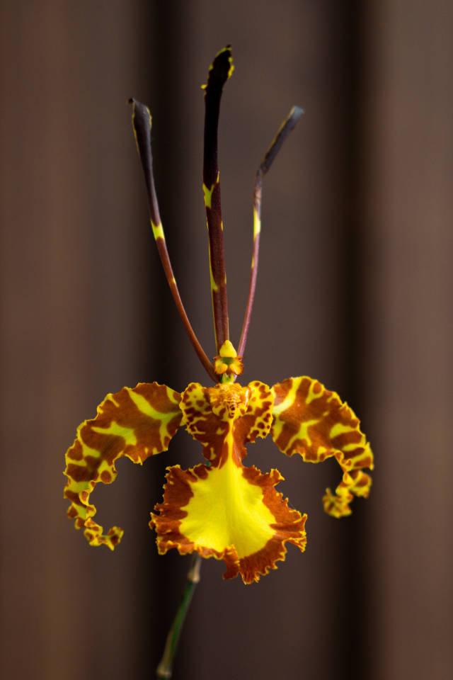 父亲节专属四会兰花“齐天大圣”。 父亲节专属四会兰花“齐天大圣”。