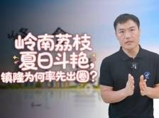 峰·会｜岭南荔枝夏日斗艳，惠州这地为何率先出圈？