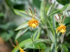 南农晨读丨父爱如兰