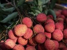 文心雕 “荔” ： 岭南荔枝的雅品方式