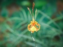 深读丨为什么连续四年我们都在讲“父爱如兰”的故事