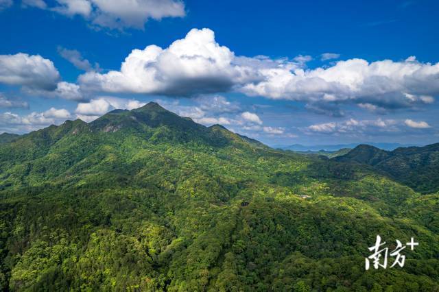 广东车八岭国家级自然保护区。