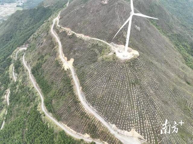 惠州市惠东县沿海防护林种植木麻黄和台湾相思。