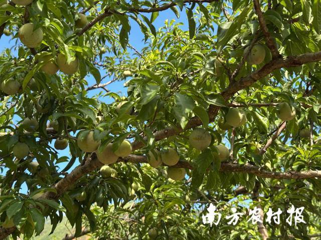 三华李挂满枝头。  