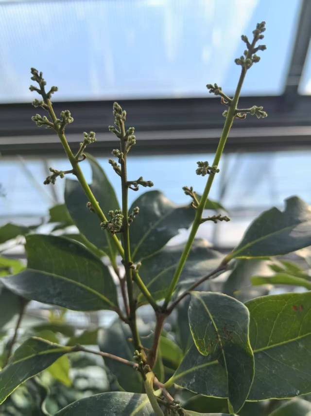 种植在哈尔滨温室大棚里的从化荔枝已抽出花穗。 种植在哈尔滨温室大棚里的从化荔枝已抽出花穗。