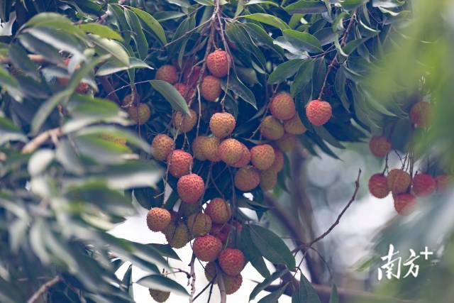 刘德华帮运荔枝？！7万吨广州从化荔枝向你奔来｜廣而州知③_南方+_南方plus