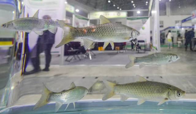 2024年11月8日,，無刺草魚亮相第十八屆中國(guó)武漢農(nóng)業(yè)博覽會(huì)。（圖源：視覺中國(guó)）