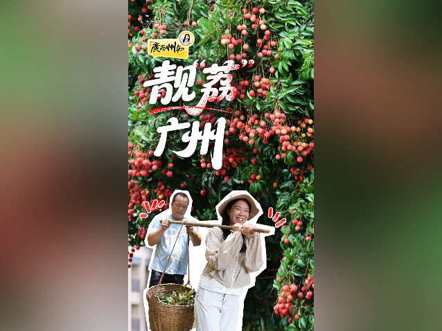 刘德华帮运荔枝？！7万吨广州从化荔枝向你奔来｜廣而州知③