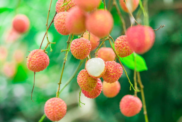 从化流溪桂味荔枝。 从化流溪桂味荔枝。