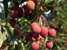 探秘境 啖荔鲜 品茶香——“看球踢球到中国五华”系列活动即将启动