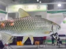 海大5000万元买“无刺草鱼”技术引热议，基因编辑是丰饶之角还是潘多拉魔盒