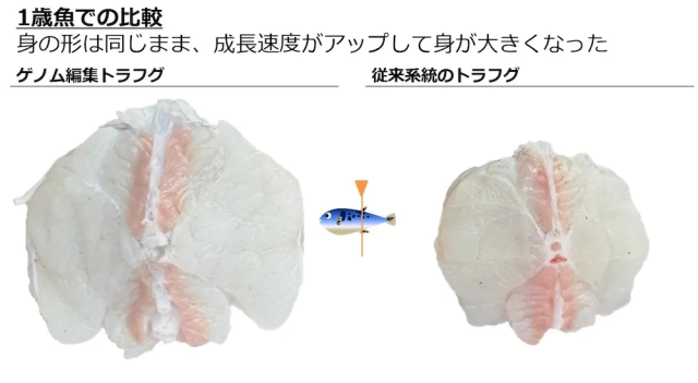 日本经过基因编辑的鲷鱼，体型和成长速度都比普通鱼的提升不少。