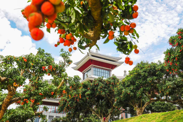 《长安的荔枝》热播，清静产险助广东荔枝成致富金果