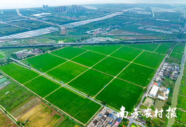 珠海市金灣區(qū)平沙鎮(zhèn)打造“萬(wàn)畝方”耕地集中整治示范區(qū)