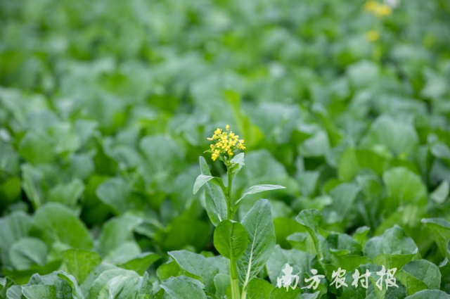 25日早报:火箭锋将盼次轮复出 睁开同盟MVP出炉