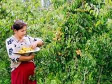 3天卖出846万元！新疆特产直播爆单，木亚格杏领衔出圈