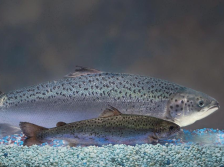 从实验室到餐桌，全球基因编辑动物食品监管困局｜解码基因编辑②