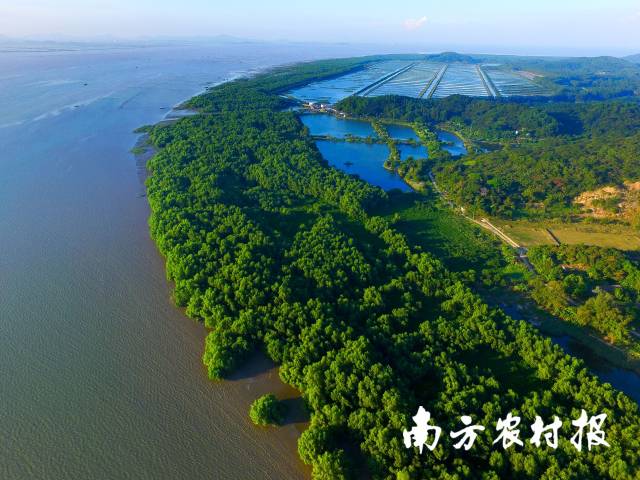 广东珠海淇澳—担杆岛省级自然保护区。