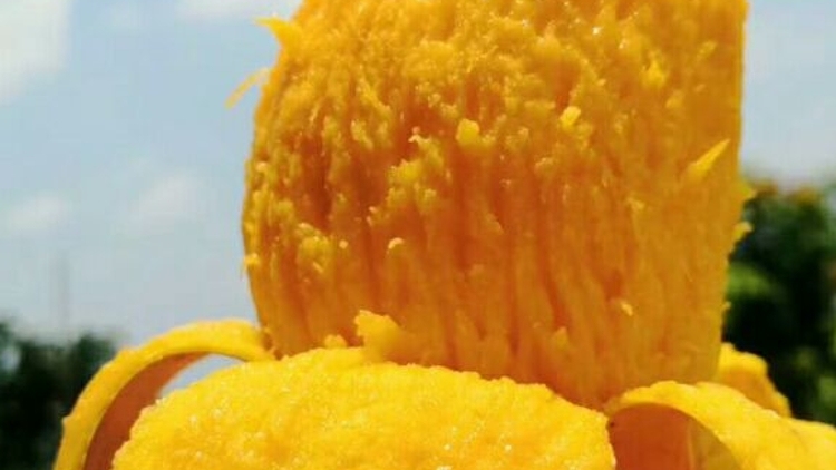 6月22日广州市北京路，广州酒家X百色芒果（田阳）联名甜品大放送