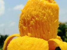 6月22日广州市北京路，广州酒家X百色芒果（田阳）联名甜品大放送