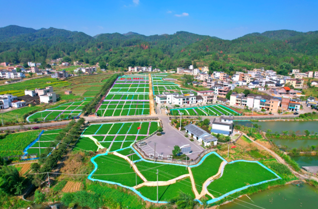 位于阳山县大崀镇松林村的旱地西洋菜种植基地。 黄文涛摄