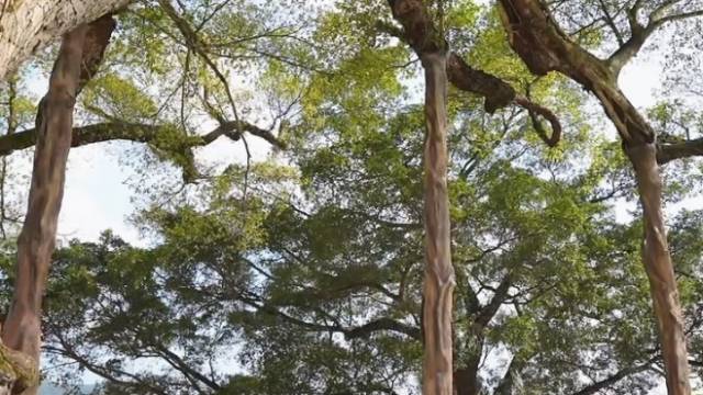 南方农村报 王富迪 拍摄