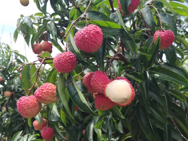 惠来巨美人荔枝