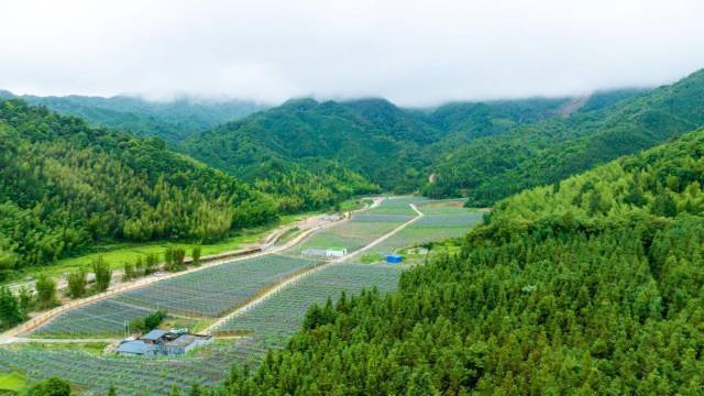 新丰佛手瓜基地。