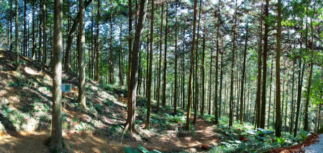 示范林施工后的林相  