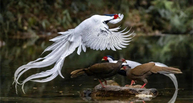 国家二级保护动物白鹇尾羽修长如雪，犹如林间仙子