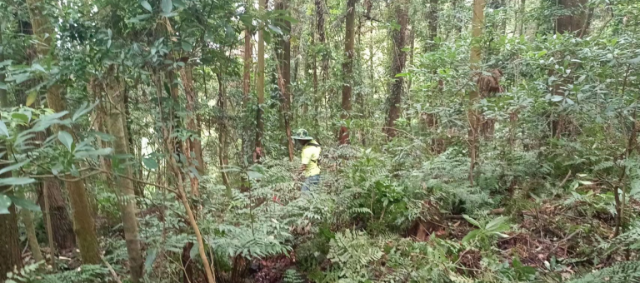 示范林施工前的林相  