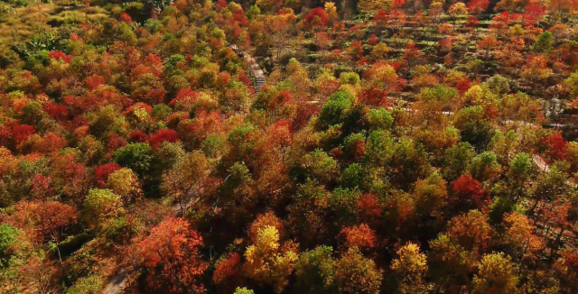 每至秋日，石门国家森林公园漫山红遍、层林尽染  