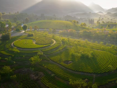 9月19日，英德红茶、西牛麻竹笋携手上天山，闯欧亚！