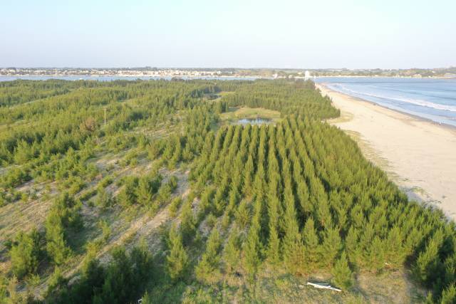 汕尾市陆丰市沿海基干林带补植木麻黄