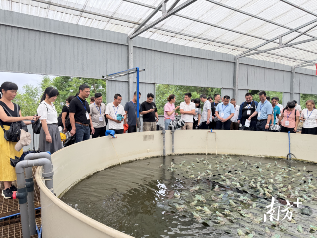 学员鉴赏牛蛙养殖基地。培训内容贴合茂南农业实际，助力处置农人破费难题、自动探究农业睁开的立异思绪措施。