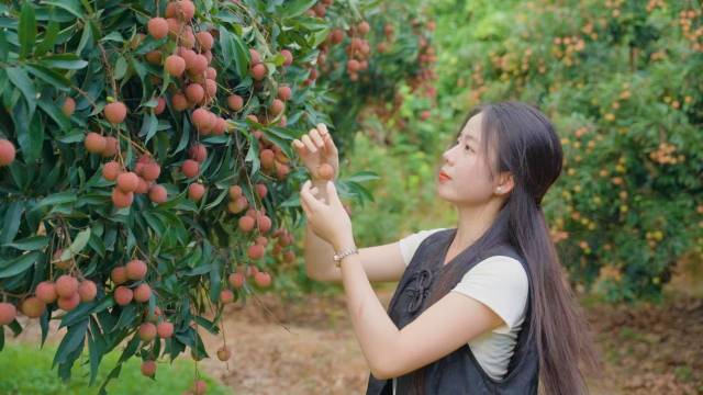 雷嶺荔枝,，吸引眾多游客前來采摘,、打卡。