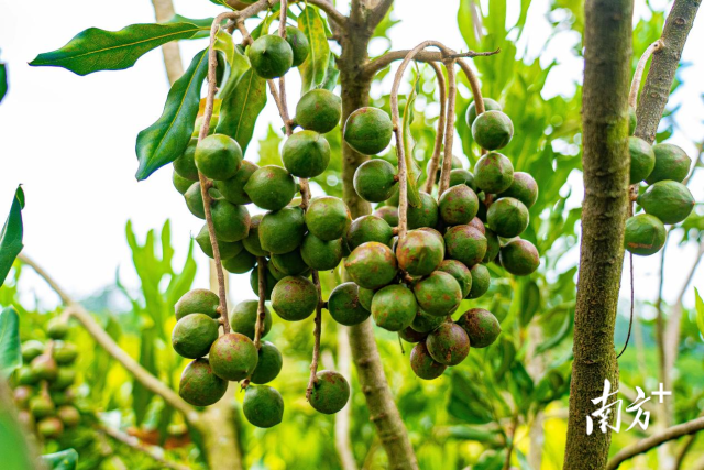 星宝公司（河朗镇种植基地）坚果进入丰产期。