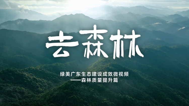 森林质量的提升，不止于林 | 寻美南粤④