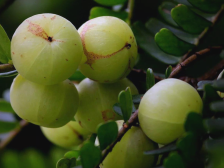 老广养生哲学，北上新疆与你分甘同味|舌尖六味·尝尽岭南⑤