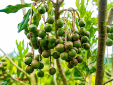 阳春坚果上榜！星宝公司获评省重点农业龙头企业