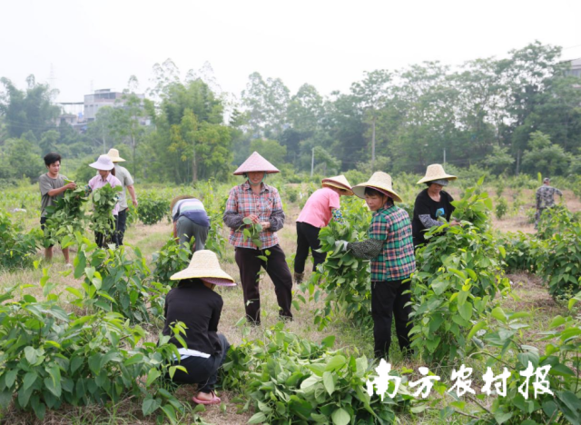 小小的星油藤串起百姓致富梦想。