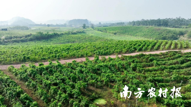 宁明县星油藤种植基地。