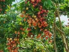 南方惠评｜惠州荔枝“不赶早”的三重密码