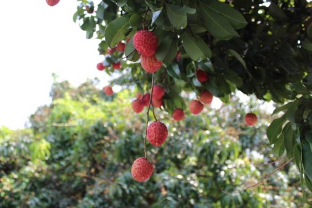 仙进奉荔枝。 仙进奉荔枝。