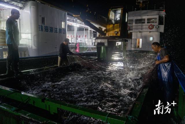 2024年8月10日晚,珠海桂山岛海域,工人们将章红鱼苗从运输船驱赶到平台的网箱中,这是“格盛1号”建成交付后的首次大规模投苗。 2024年8月10日晚,珠海桂山岛海域,工人们将章红鱼苗从运输船驱赶到平台的网箱中,这是“格盛1号”建成交付后的首次大规模投苗。