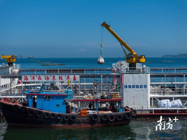 6月7日,黄锦尧使用吊机将饲料从渔船吊运到平台,吊机的使用为养鱼工作带来了极大的方便。 6月7日,黄锦尧使用吊机将饲料从渔船吊运到平台,吊机的使用为养鱼工作带来了极大的方便。