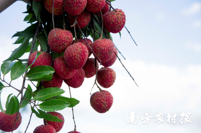 惠州糯米糍荔枝。