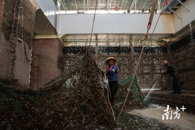 5月12日,“澎湖号”养殖平台进入保养阶段,叶悦和协助工人清理澎湖号上的藤壶,他同时管理“格盛1号”和“澎湖号”两个养殖平台。 5月12日,“澎湖号”养殖平台进入保养阶段,叶悦和协助工人清理澎湖号上的藤壶,他同时管理“格盛1号”和“澎湖号”两个养殖平台。