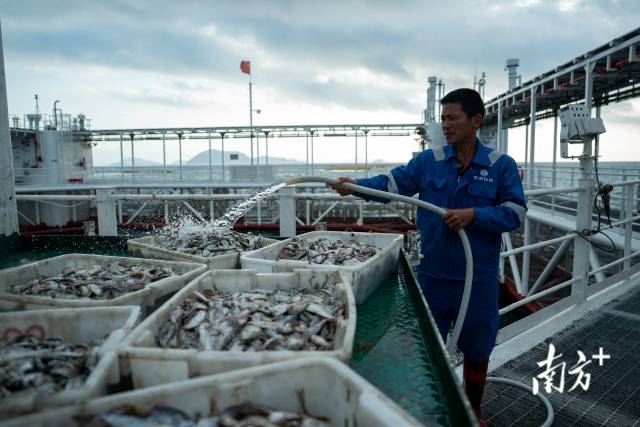 5月13日,清晨,叶悦和冲水将杂鱼解冻,之后将投喂给网箱中养殖的章红鱼。 5月13日,清晨,叶悦和冲水将杂鱼解冻,之后将投喂给网箱中养殖的章红鱼。